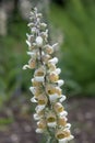 Wooly foxglove Digitalis lanata, a spike with yellow-white flowers